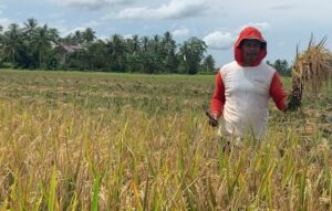 Foto : ILUSTRASI- Lahan pertanian yang terletak di kawasan Hulu Mahakam, Kutai Kartanegara (Kukar).